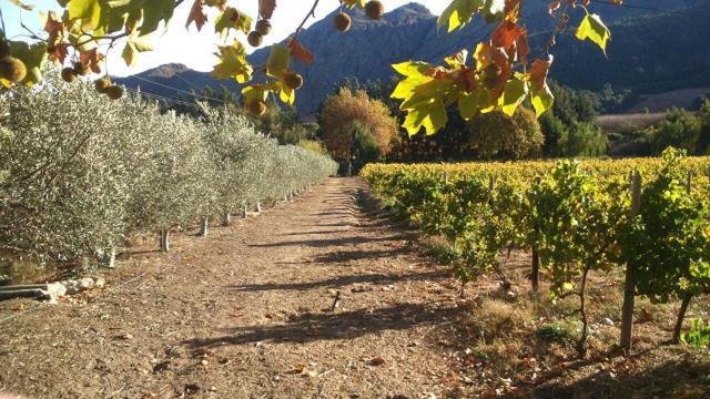 Olive And Vine Farm Cottage فرانستشوك المظهر الخارجي الصورة